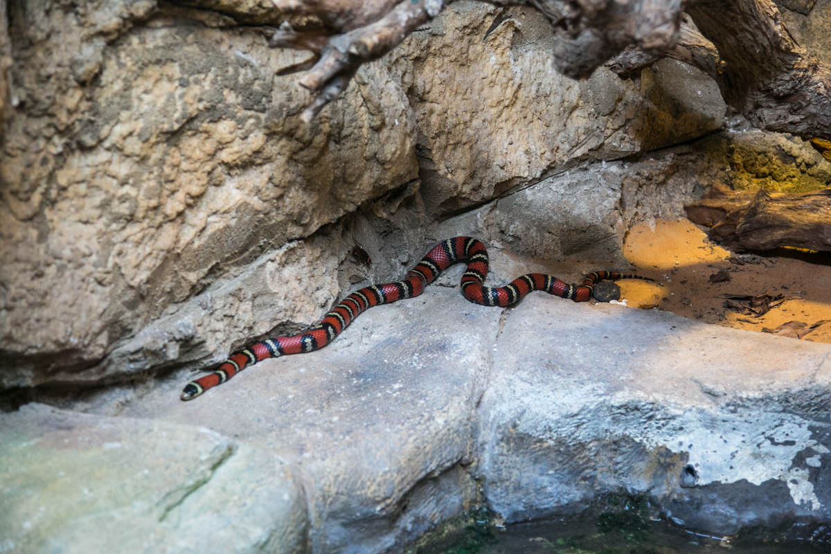 emirates-park-zoo-00003