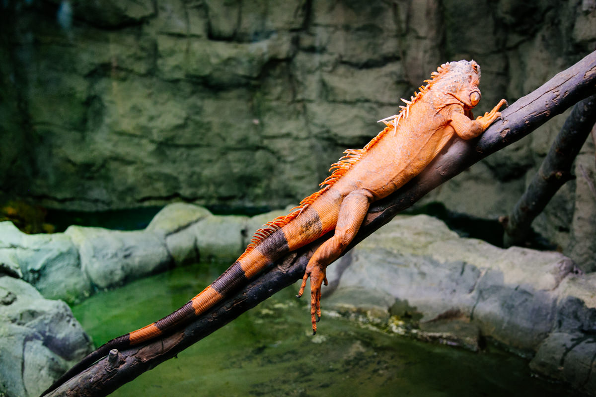 emirates-park-zoo-00005