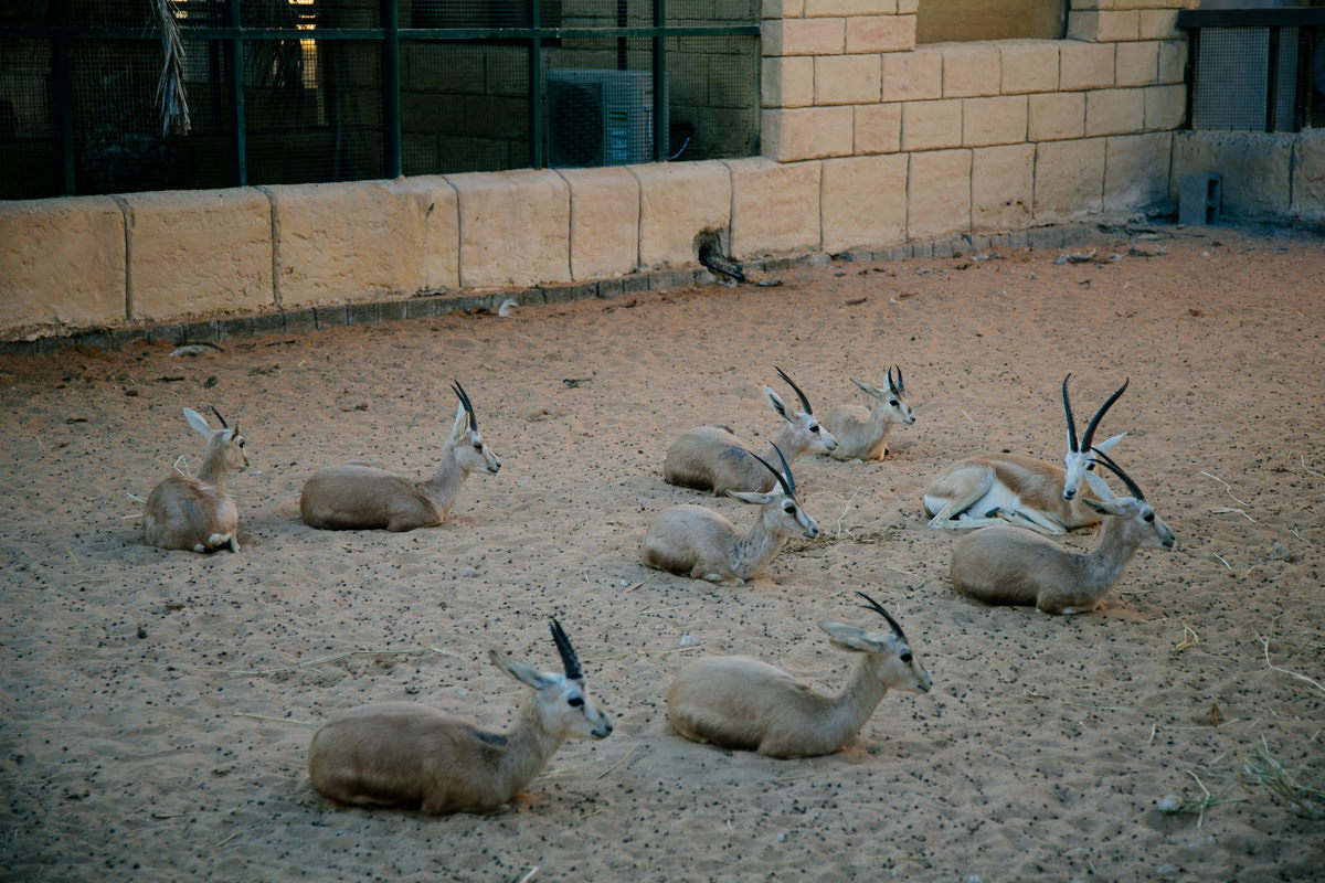 emirates-park-zoo-00007