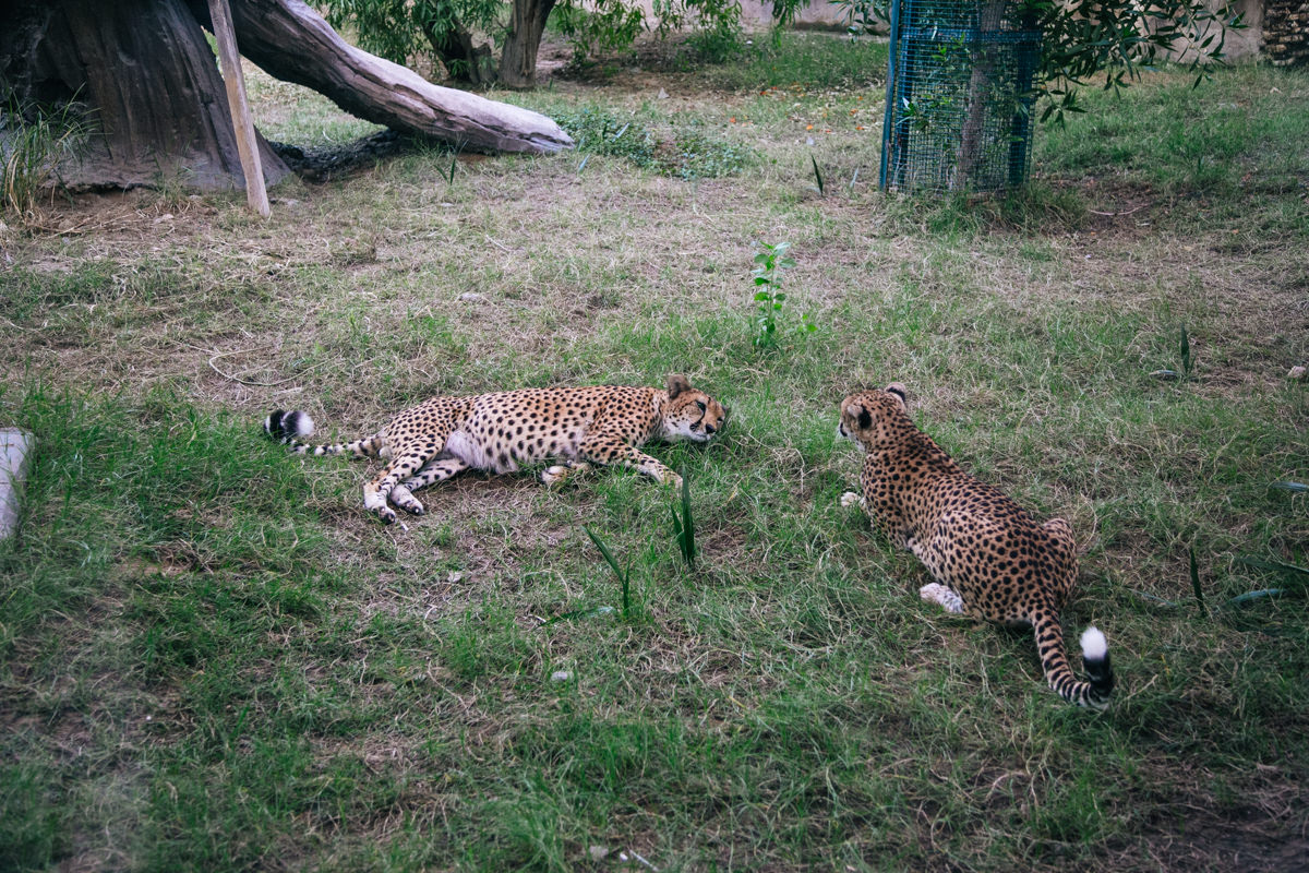 emirates-park-zoo-00010