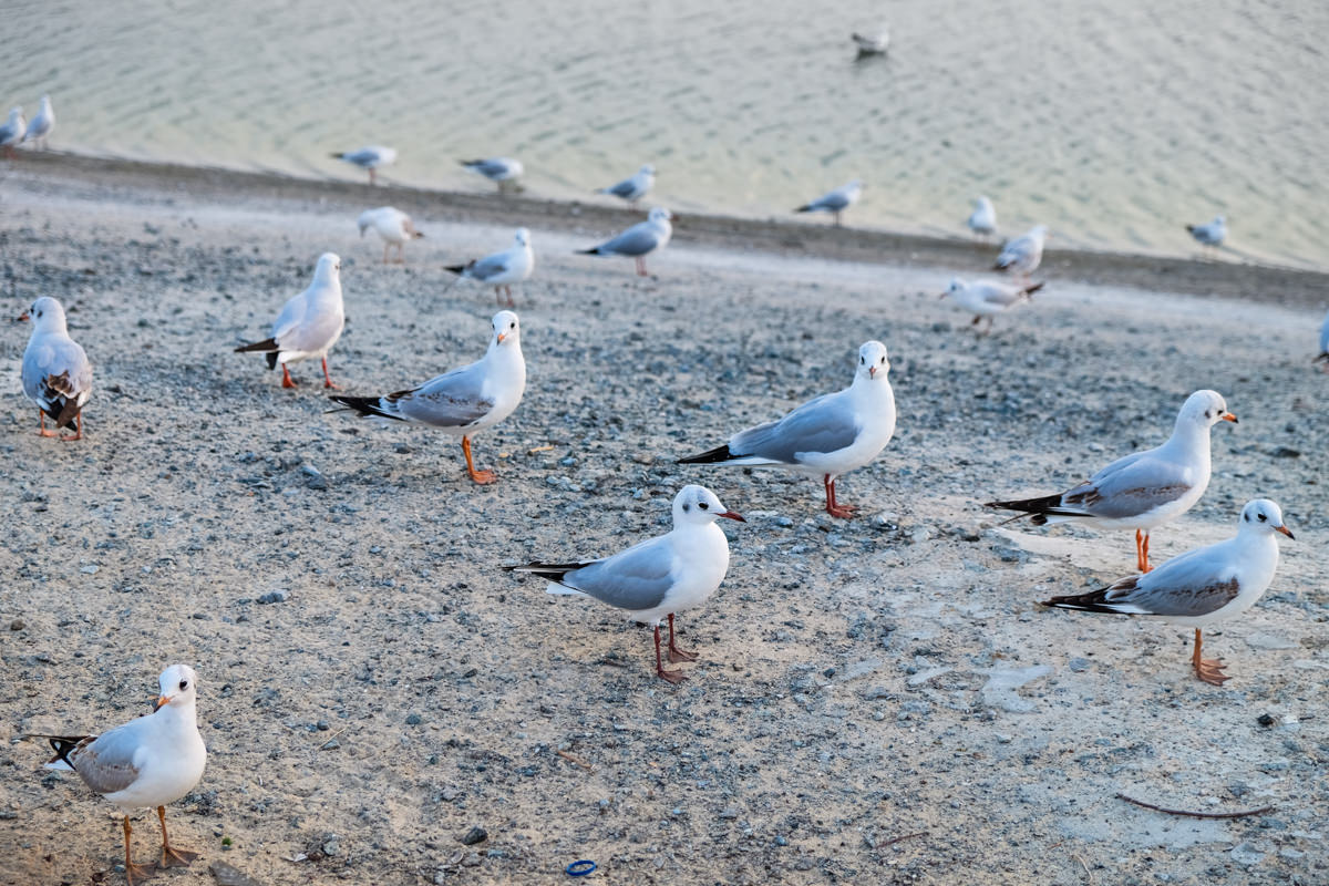 A colony of seagulls