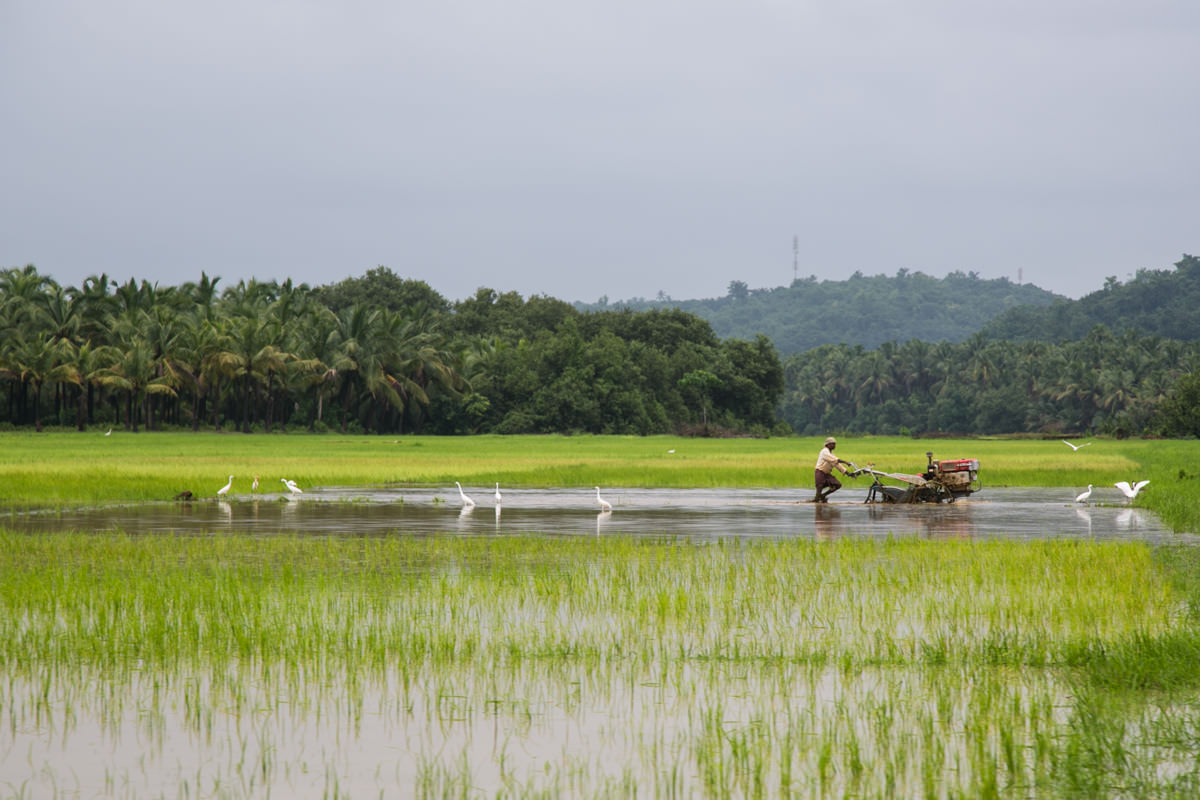 Farming in Kerala