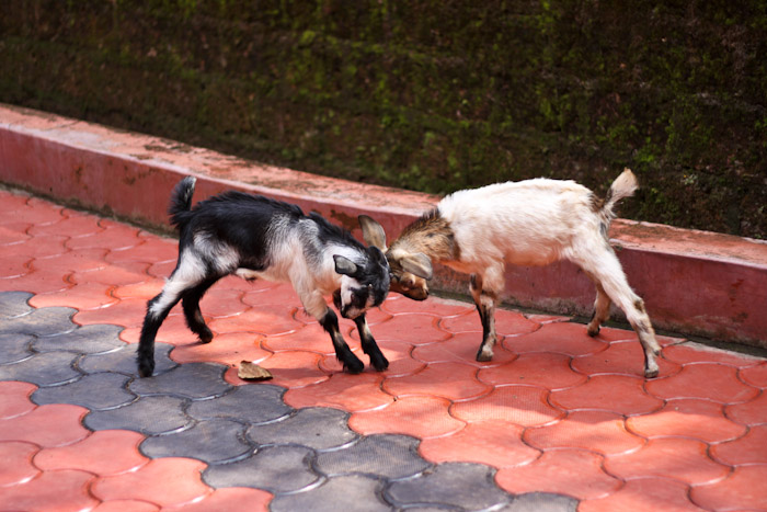Goat fight