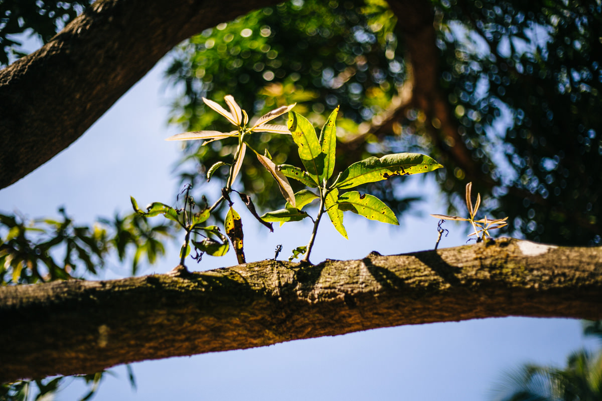 Leaves in sunlight