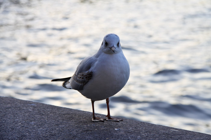 Pigeon on the Thames