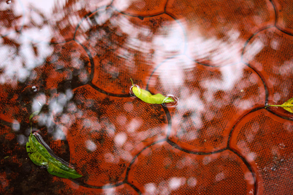 Ripples and leaves